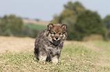 CHIEN FINNOIS DE LAPONIE 317